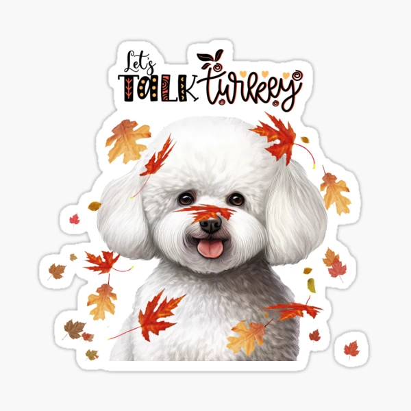 Funny fashion bichon