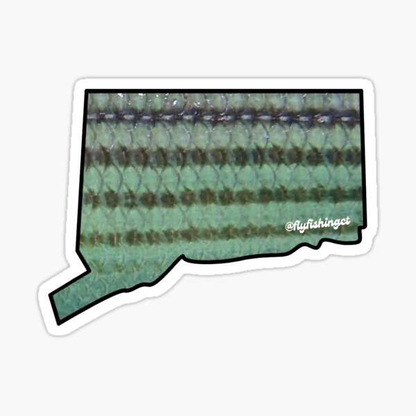 Vista previa del artículo con la obra «Lubina rayada - Esquema del estado de Connecticut», diseñado y vendido por flyfishingct.