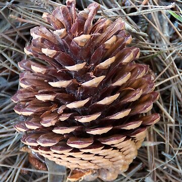 Artwork thumbnail, Natural Pinecone Elegance - Botanical Photography by Avril Thomas by MagpieSprings