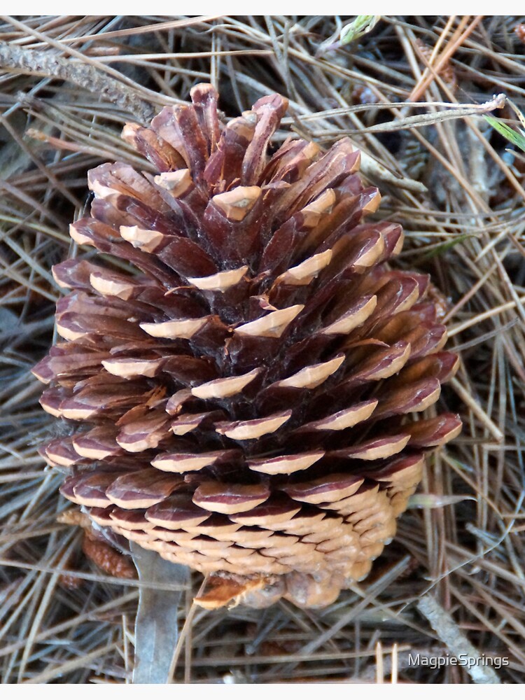 Thumbnail 3 of 3, Sticker, Natural Pinecone Elegance - Botanical Photography by Avril Thomas designed and sold by MagpieSprings.