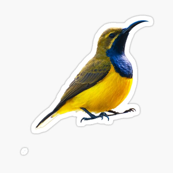 Item preview, Australian birds - olive-backed sunbird designed and sold by Ozjanette90.