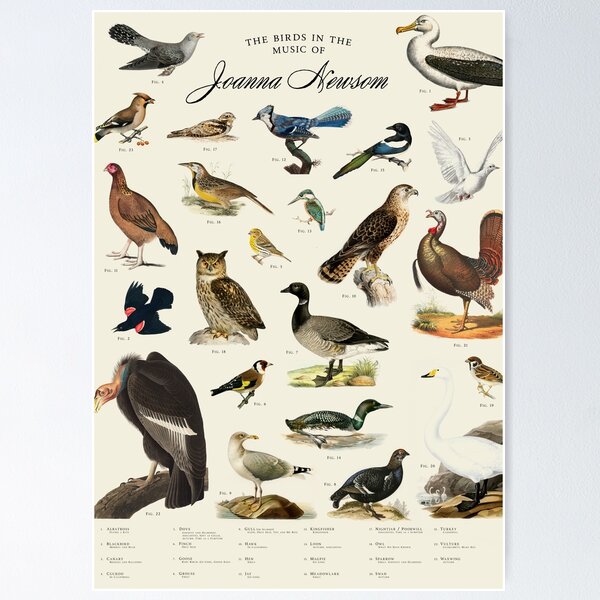 Item preview, The Birds in the Music of Joanna Newsom designed and sold by boyputik.