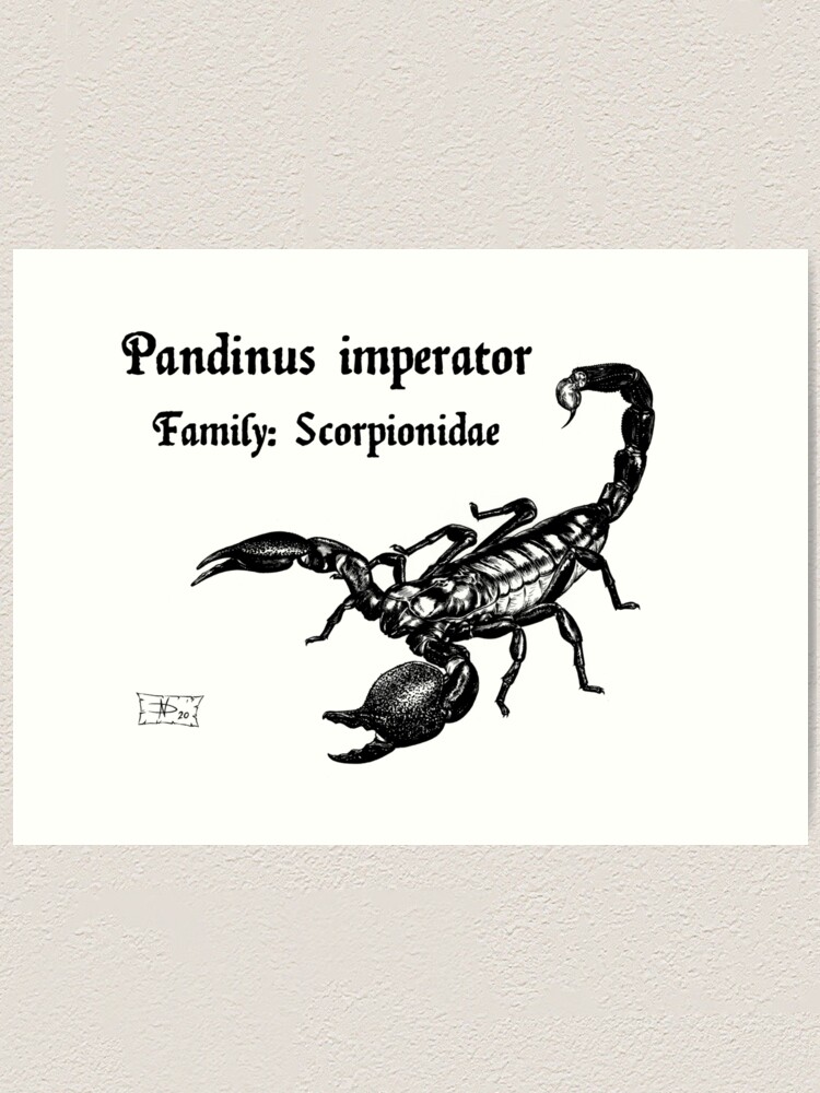 Emperor Scorpion (Pandinus imperator) Dimensions & Drawings