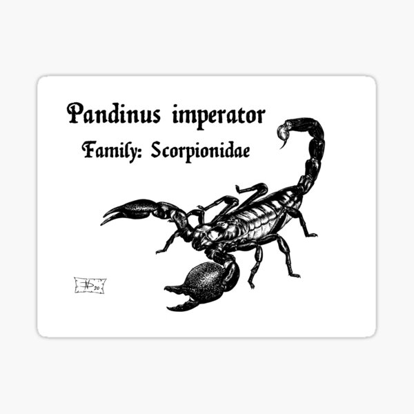 Item preview, Pandinus imperator designed and sold by DavidNeffArt.