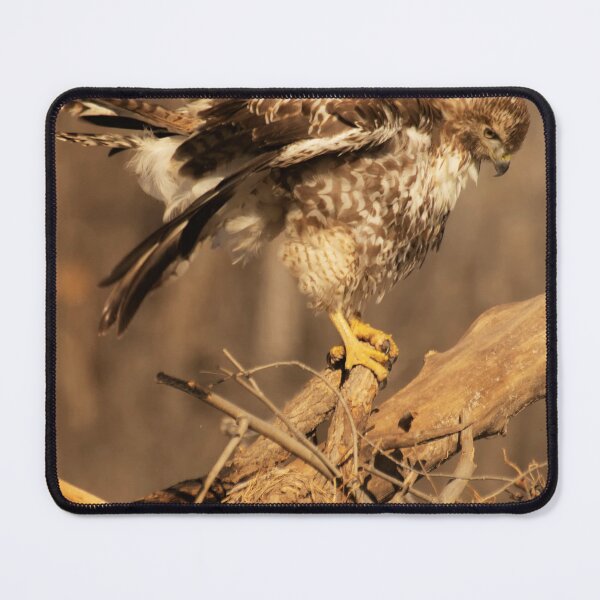 Item preview, Preening Hawk designed and sold by Ruth Jolly.