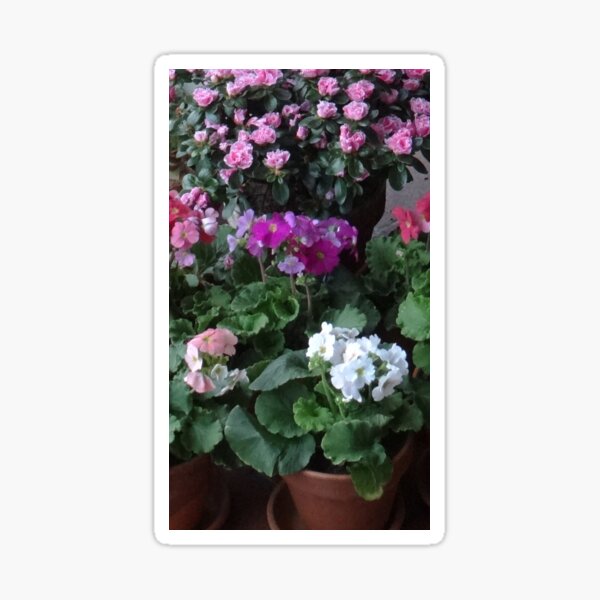 Pretty in Pink Sticker