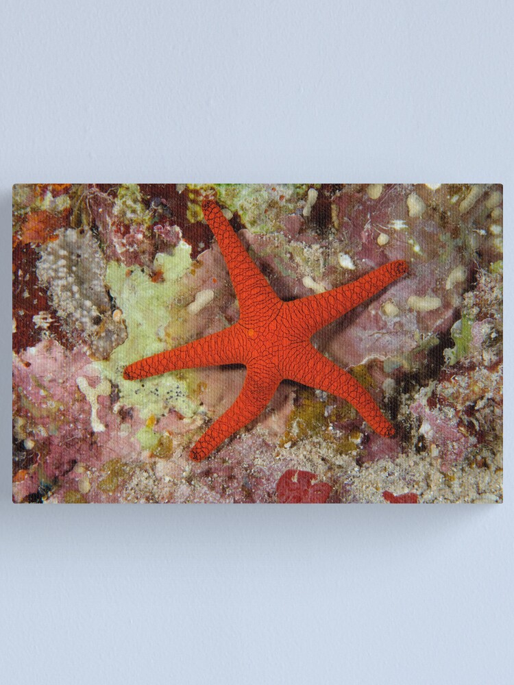 Alternate view of Sea Star Canvas Print