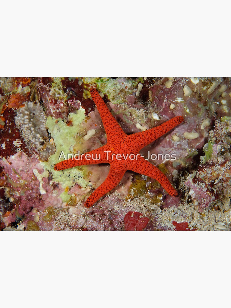 Sea Star by andrewtj