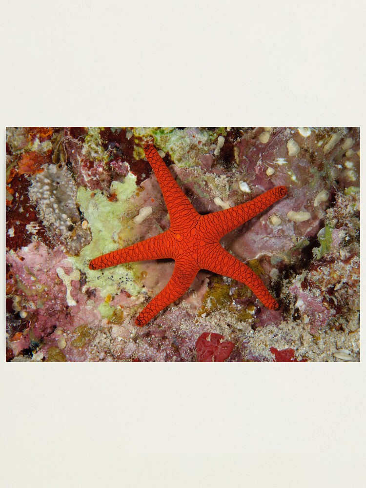 Alternate view of Sea Star Photographic Print