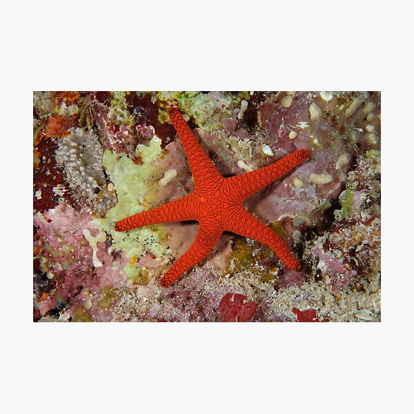 Sea Star Photographic Print