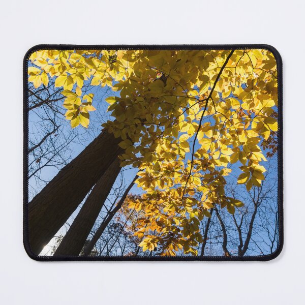 Item preview, Like a Golden Curtain - Forest Bathing on a Glorious Autumn Day designed and sold by Georgia Mizuleva.