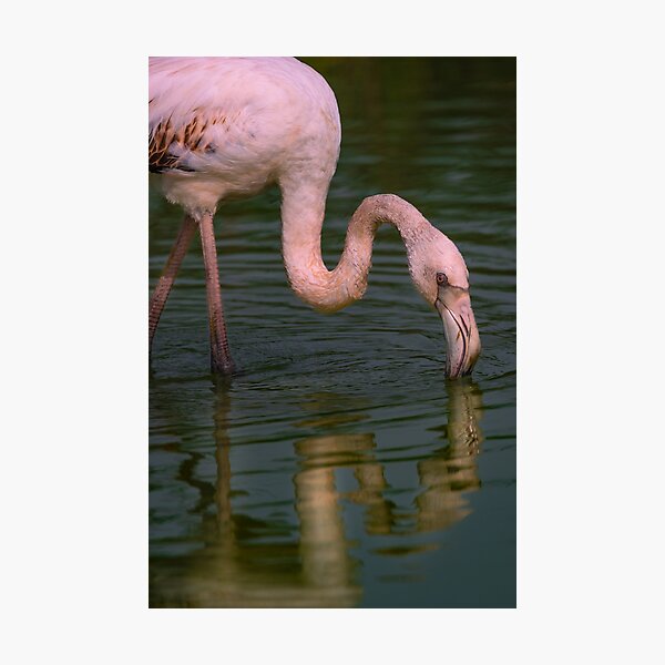 Flamingo Sip Photographic Print