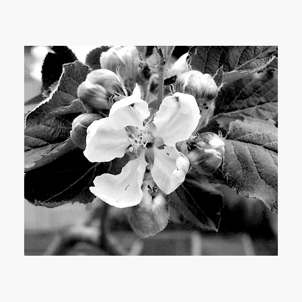 apple blossom Photographic Print