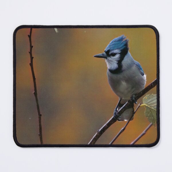 Item preview, Rainy Jay 1 designed and sold by RickShag.