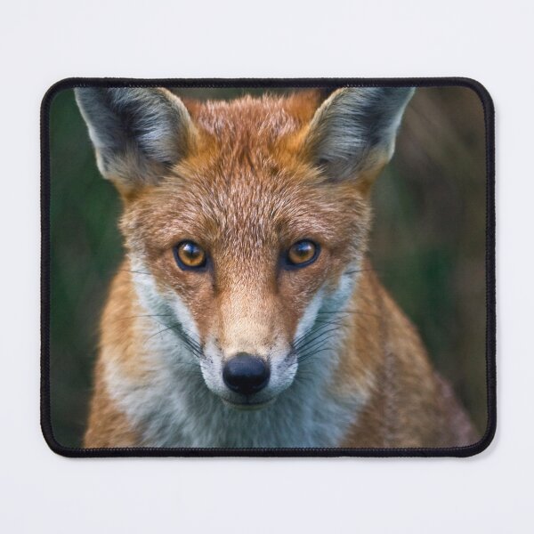 Item preview, Red Fox Portrait designed and sold by Krys Bailey.