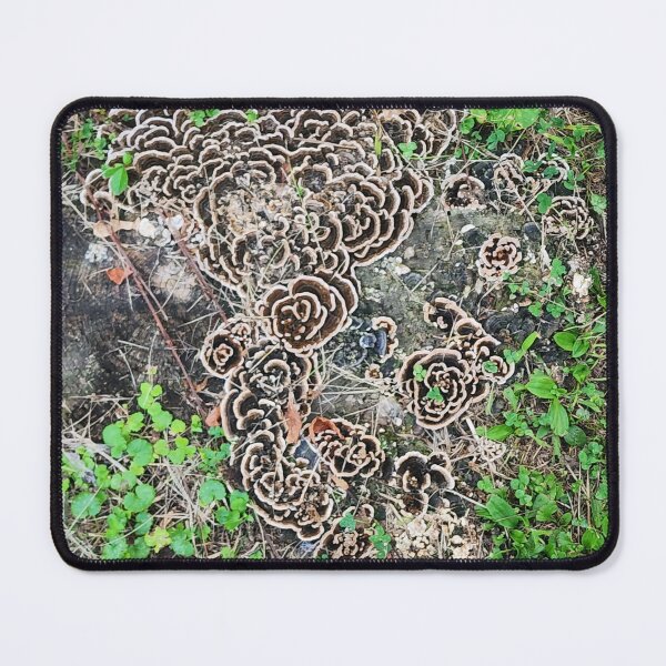 Item preview, Turkey Tail mushrooms on a stump  designed and sold by Lissa6613.