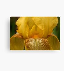 Yellow Iris Canvas Print