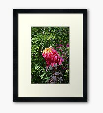Flaming Flower Framed Print