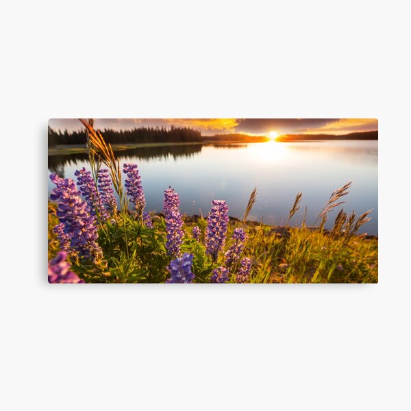 Item preview,   Panoramic,sunset dock,cottage dock,Sunrise dock,dock sunrise,sunrise dock scene,metal photo prints,picture on metal,metal art prints,metal picture prints designed and sold by eyesight4vision.