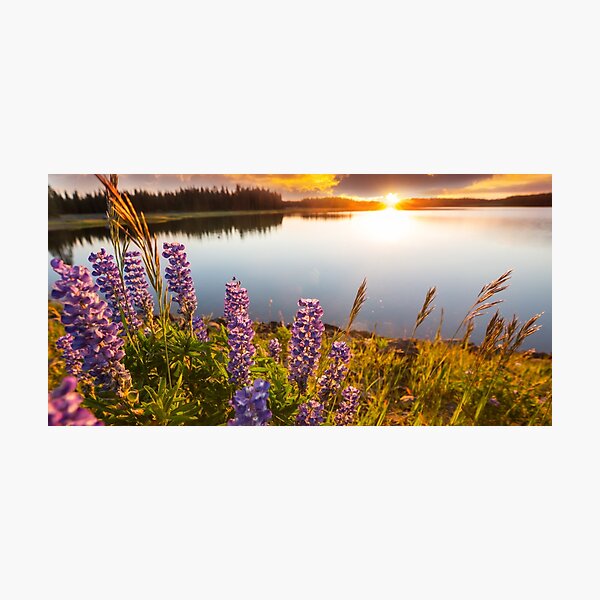 Item preview,   Panoramic,sunset dock,cottage dock,Sunrise dock,dock sunrise,sunrise dock scene,metal photo prints,picture on metal,metal art prints,metal picture prints designed and sold by eyesight4vision.