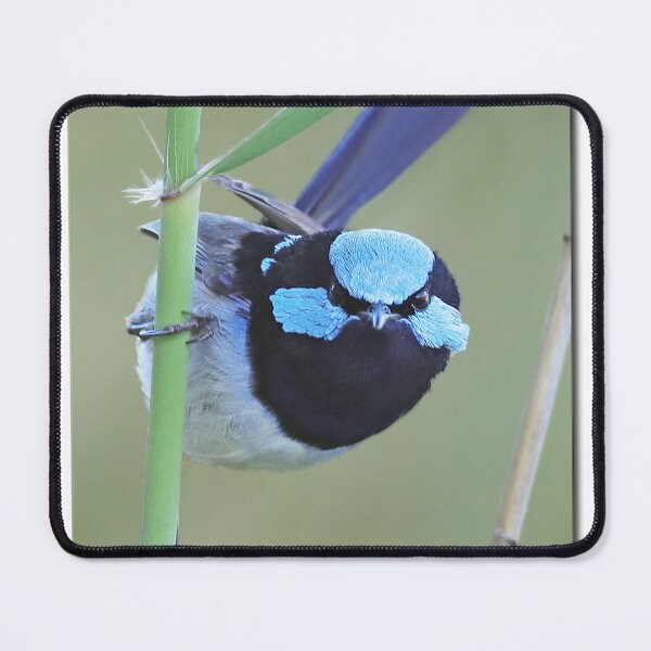 Item preview, Cheeky Fairy-wren designed and sold by Seesee.