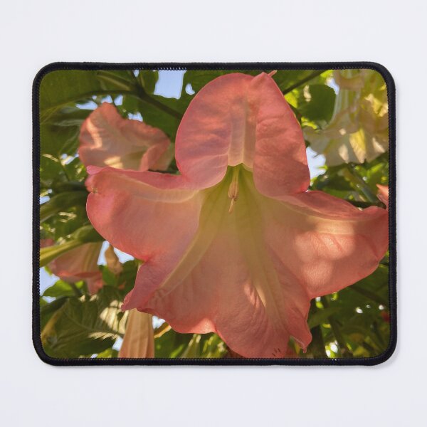 Item preview, Pink flower of the Brugmansia Insignis plant designed and sold by Ponted.