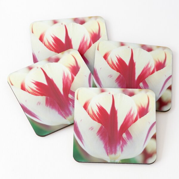 Item preview, Tulipa  'Grand Perfection'  AGM   Triumph Group Tulip  designed and sold by Chris Burrows.