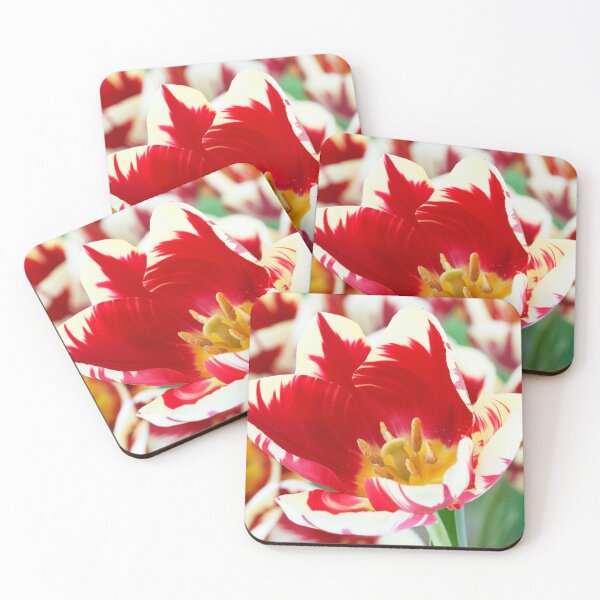 Item preview, Tulipa  'Grand Perfection'  AGM   Triumph Group Tulip  designed and sold by Chris Burrows.