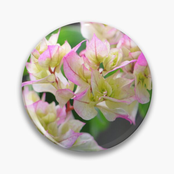 Item preview, White, green and pink Paperflower Bougainvillea plant designed and sold by IPPhotography.
