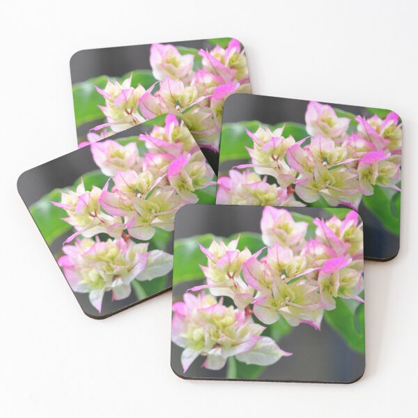 Item preview, White, green and pink Paperflower Bougainvillea plant designed and sold by IPPhotography.