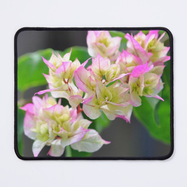 Item preview, White, green and pink Paperflower Bougainvillea plant designed and sold by IPPhotography.