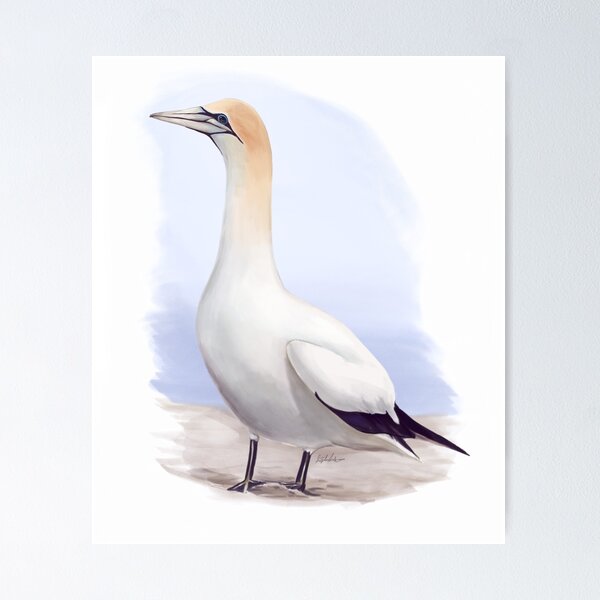 Item preview, Tākapu designed and sold by Sophie Anderson.