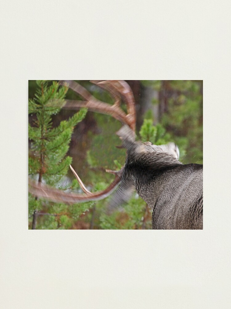 Alternate view of Shaking the Rain Off... featured on NPR Blog Photographic Print