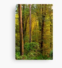 The Otways Canvas Print