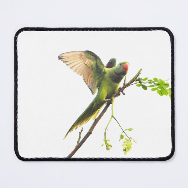 Item preview, Parakeet Parrot with Wings wide open for stickers and home decor designed and sold by crazymessygirl.
