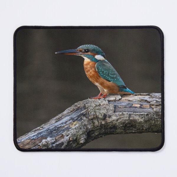 Item preview, Cornish Kingfisher designed and sold by kathleenjean.