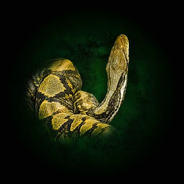 Artwork thumbnail, Python by Guardi71