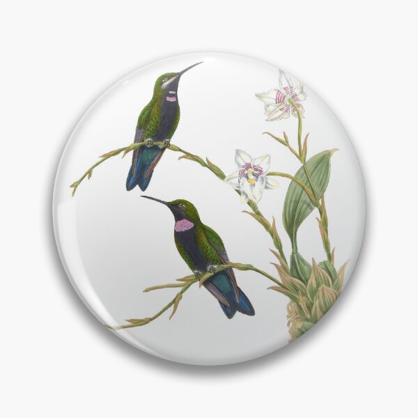 Artikelvorschau, Schwarzkehlige, brillante Kolibris, Vintage-Aquarell von John Gould, süßes, hübsches, glückliches Vogelbeobachtungsgeschenk entworfen und verkauft von ElegantTeaTime.