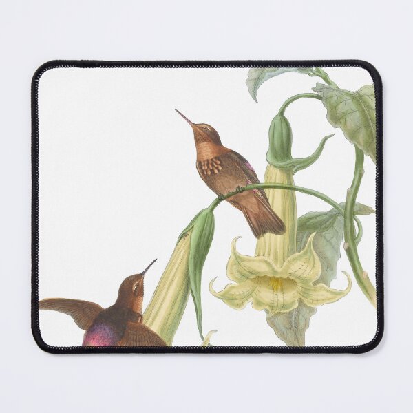 Artikelvorschau, Black Throated Sunbeam Kolibris Vintage Aquarell von John Gould Süßes, hübsches, glückliches Vogelbeobachtungsgeschenk entworfen und verkauft von ElegantTeaTime.