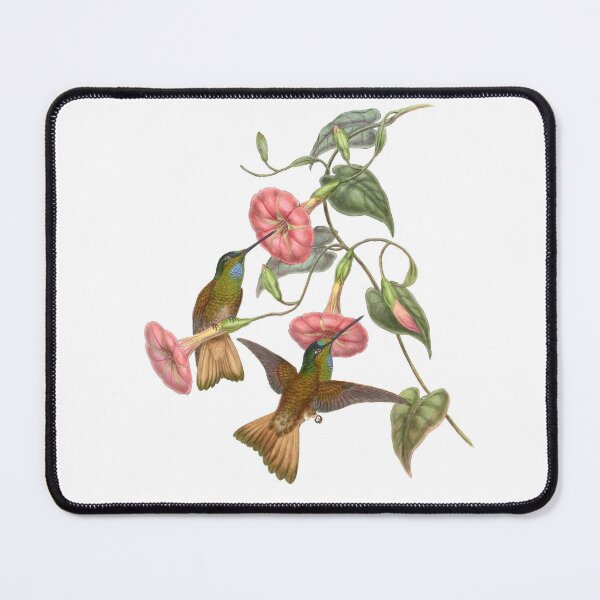 Item preview, Buff Tailed Star Frontlet Hummingbirds Vintage Watercolor by John Gould Sweet Pretty Happy Birdwatching Gift designed and sold by ElegantTeaTime.