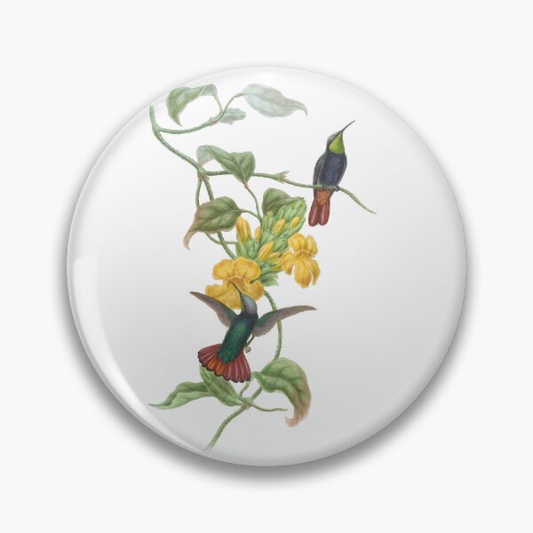 Artikelvorschau, Elliots Topaz Kolibris Vintage Aquarell von John Gould entworfen und verkauft von ElegantTeaTime.