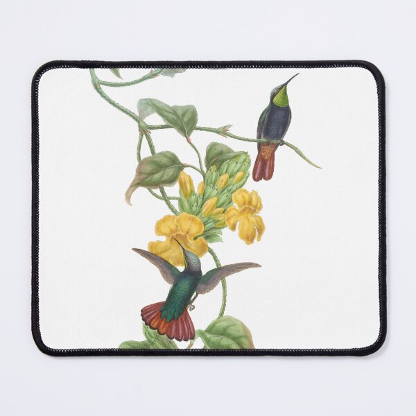 Item preview, Elliots Topaz Hummingbirds Vintage Watercolor by John Gould  designed and sold by ElegantTeaTime.