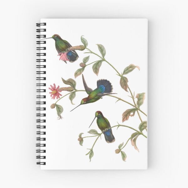Artikelvorschau, Grüne Front-Lancebill-Kolibris, Vintage-Aquarell von John Gould, süßes, hübsches, glückliches Vogelbeobachtungsgeschenk entworfen und verkauft von ElegantTeaTime.