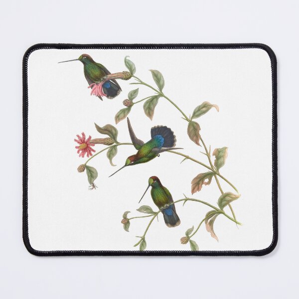 Item preview, Green Fronted Lancebill Hummingbirds Vintage Watercolor by John Gould Sweet Pretty Happy Birdwatching Gift designed and sold by ElegantTeaTime.