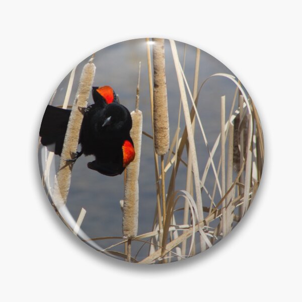 Item preview, Red-winged Blackbird Perched on Cattail designed and sold by Maritza Morales.