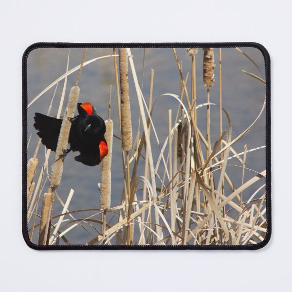 Item preview, Red-winged Blackbird Perched on Cattail designed and sold by Maritza Morales.