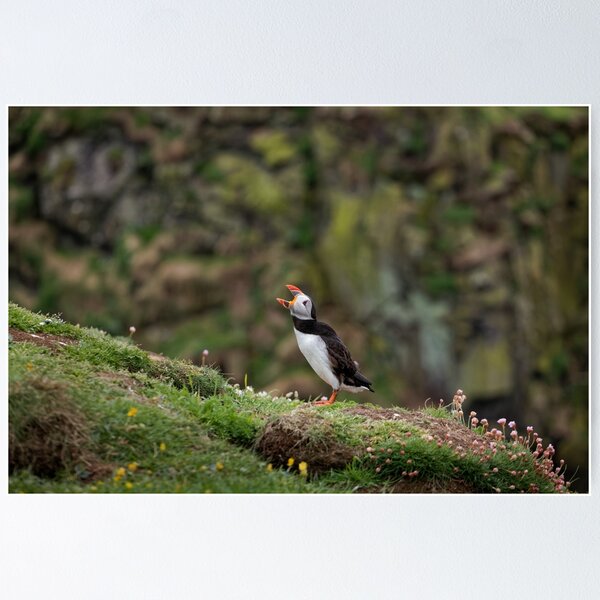 Item preview, Puffin Calling designed and sold by heidipics.