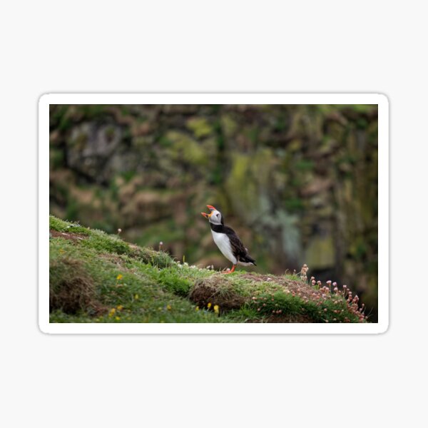 Item preview, Puffin Calling designed and sold by heidipics.