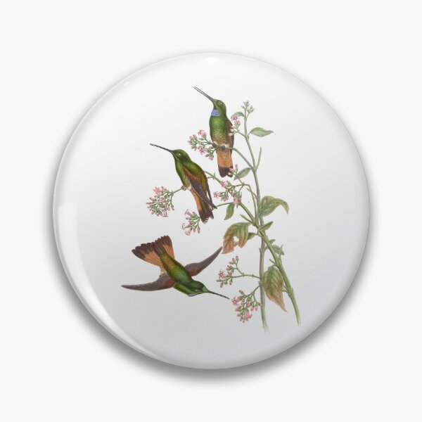 Artikelvorschau, Jelskis Star Frontlet Kolibris Vintage Aquarell von John Gould Süßes, hübsches, glückliches Vogelbeobachtungsgeschenk entworfen und verkauft von ElegantTeaTime.