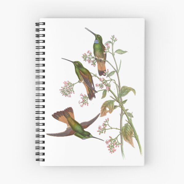 Artikelvorschau, Jelskis Star Frontlet Kolibris Vintage Aquarell von John Gould Süßes, hübsches, glückliches Vogelbeobachtungsgeschenk entworfen und verkauft von ElegantTeaTime.